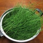 わが家の庭は宝の山「すぎな」編