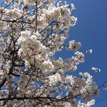 満月キャンペーン開催!&臨時休業のお知らせ